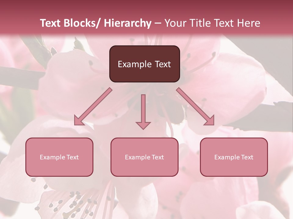 Peach Flowers And Reflection Over White PowerPoint Template