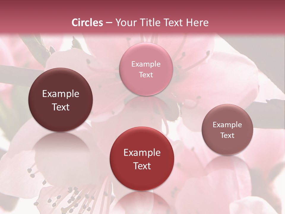 Peach Flowers And Reflection Over White PowerPoint Template