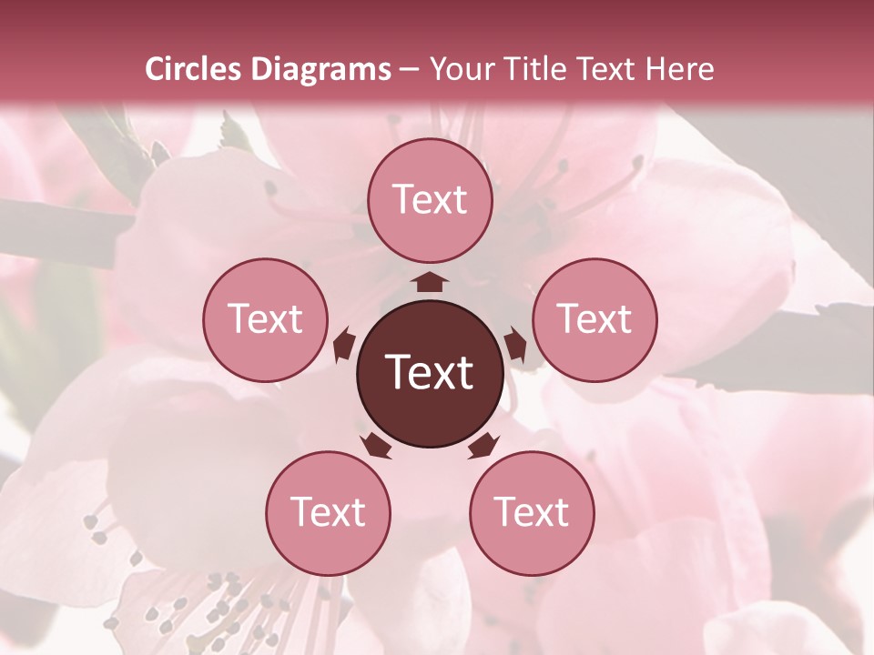 Peach Flowers And Reflection Over White PowerPoint Template