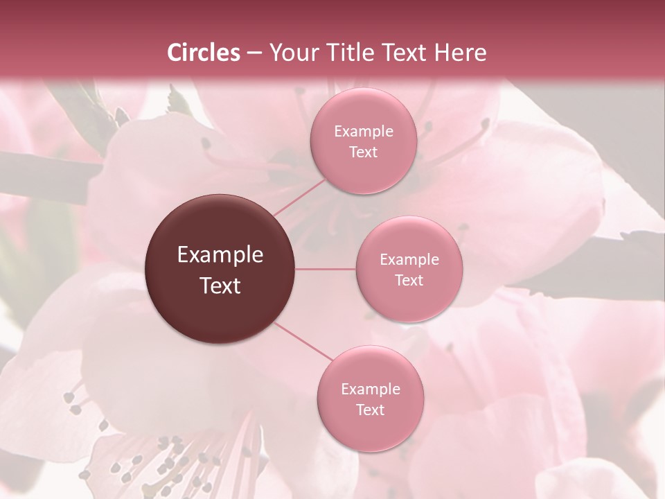 Peach Flowers And Reflection Over White PowerPoint Template