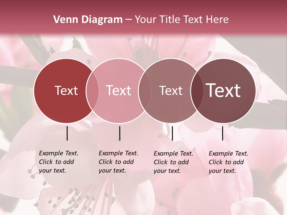 Peach Flowers And Reflection Over White PowerPoint Template