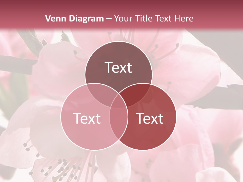 Peach Flowers And Reflection Over White PowerPoint Template