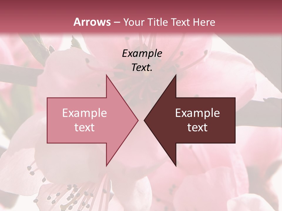 Peach Flowers And Reflection Over White PowerPoint Template