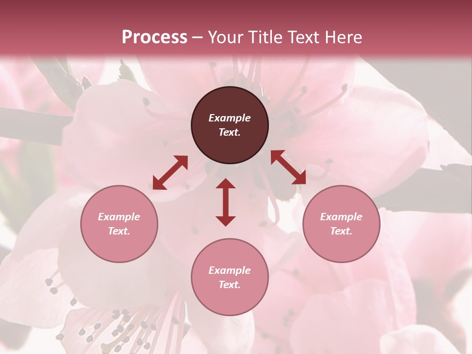 Peach Flowers And Reflection Over White PowerPoint Template