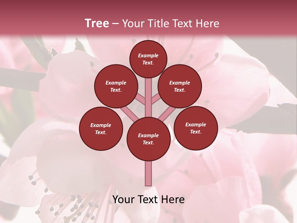 Peach Flowers And Reflection Over White PowerPoint Template