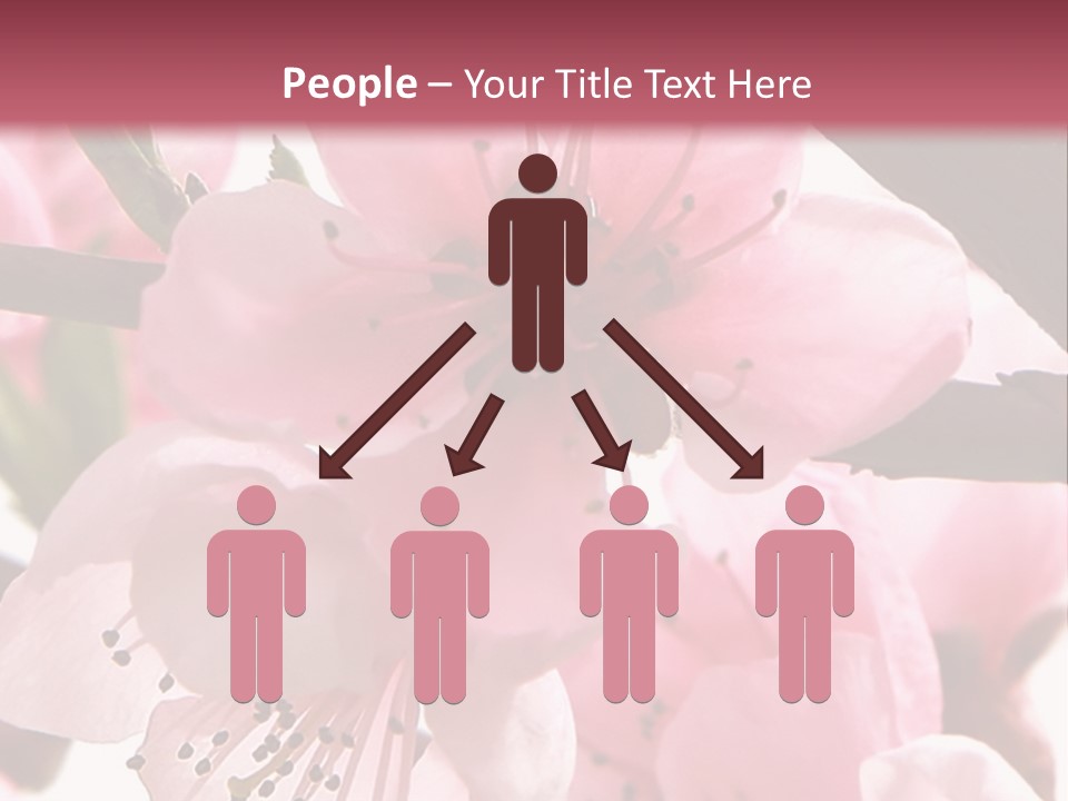 Peach Flowers And Reflection Over White PowerPoint Template