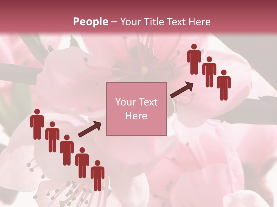 Peach Flowers And Reflection Over White PowerPoint Template