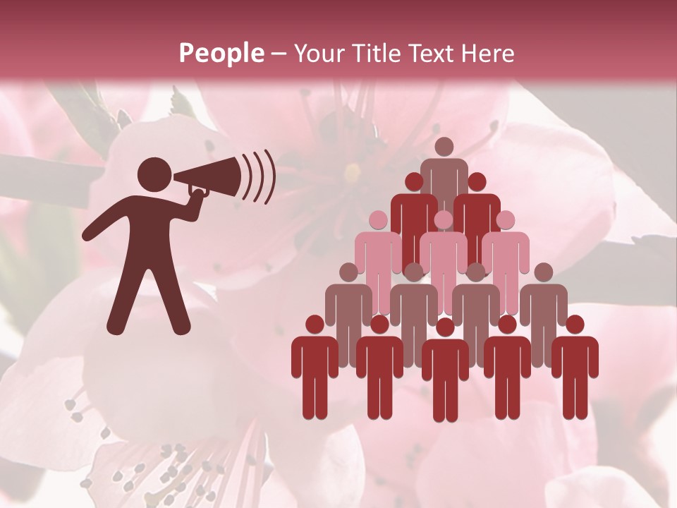 Peach Flowers And Reflection Over White PowerPoint Template