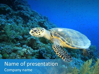 Hawkbill Sea Turtle PowerPoint Template