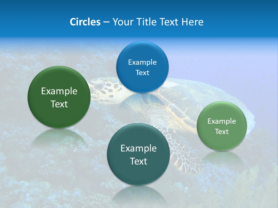 Hawkbill Sea Turtle PowerPoint Template