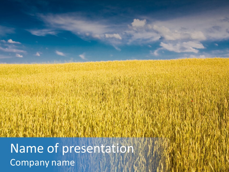 Wheat Field PowerPoint Template