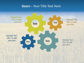 Wheat Field PowerPoint Template