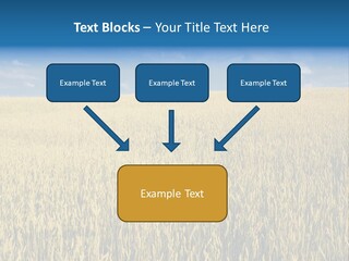 Wheat Field PowerPoint Template