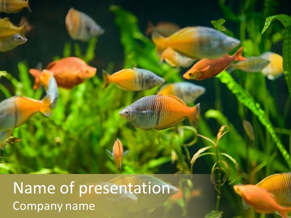 Fish In Aquarium PowerPoint Template