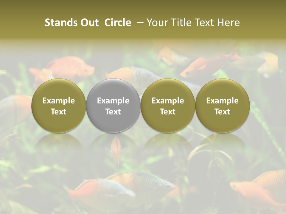 Fish In Aquarium PowerPoint Template