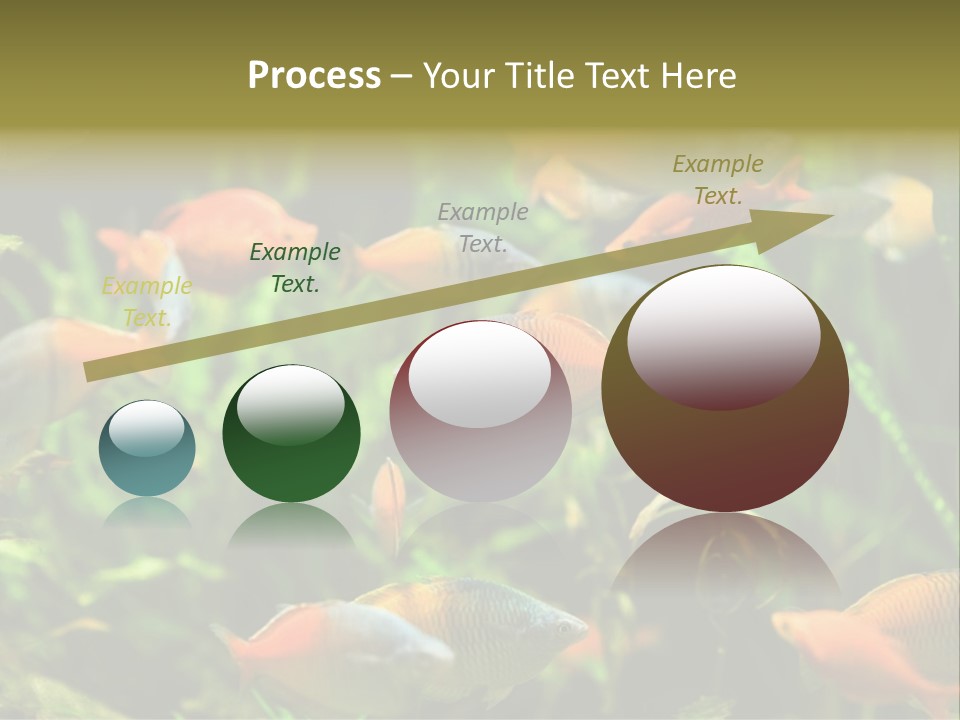 Fish In Aquarium PowerPoint Template