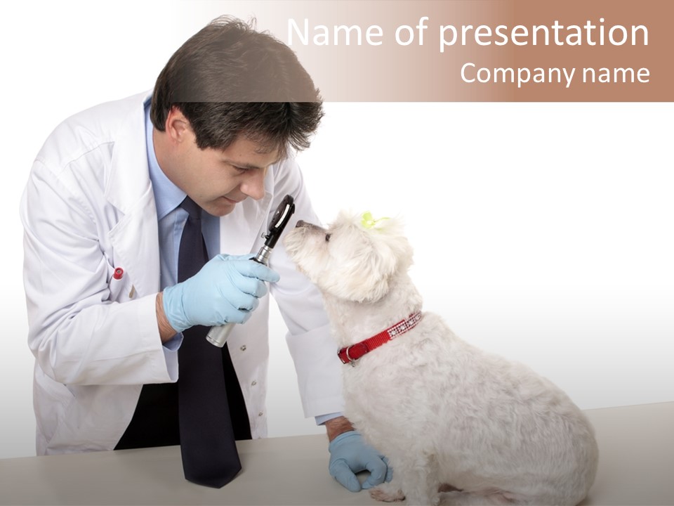 A Veterinarian Using An Instrument To Look Into A Maltese Terrier Dog's Eyes. PowerPoint Template