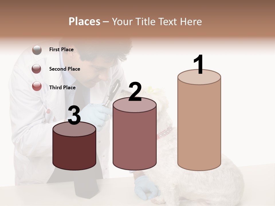 A Veterinarian Using An Instrument To Look Into A Maltese Terrier Dog's Eyes. PowerPoint Template
