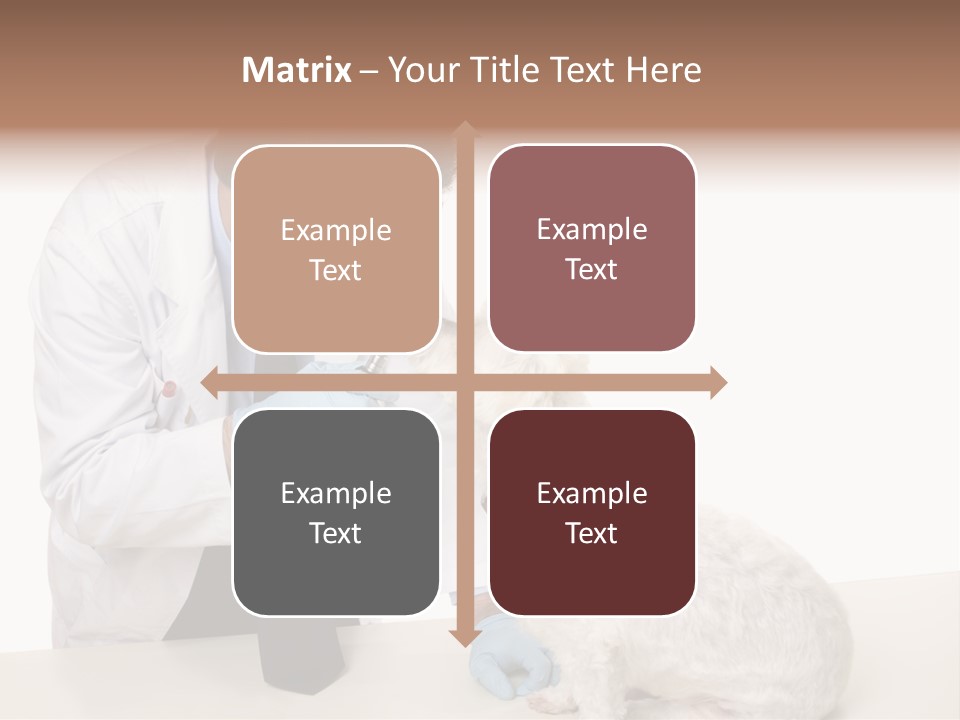 A Veterinarian Using An Instrument To Look Into A Maltese Terrier Dog's Eyes. PowerPoint Template