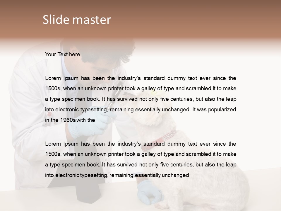 A Veterinarian Using An Instrument To Look Into A Maltese Terrier Dog's Eyes. PowerPoint Template