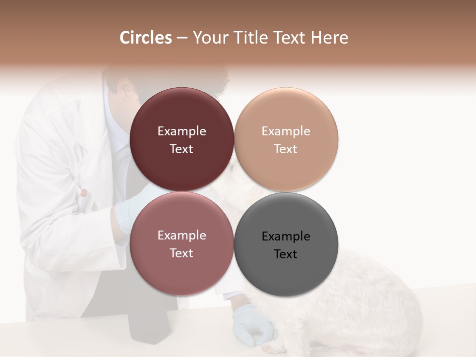A Veterinarian Using An Instrument To Look Into A Maltese Terrier Dog's Eyes. PowerPoint Template