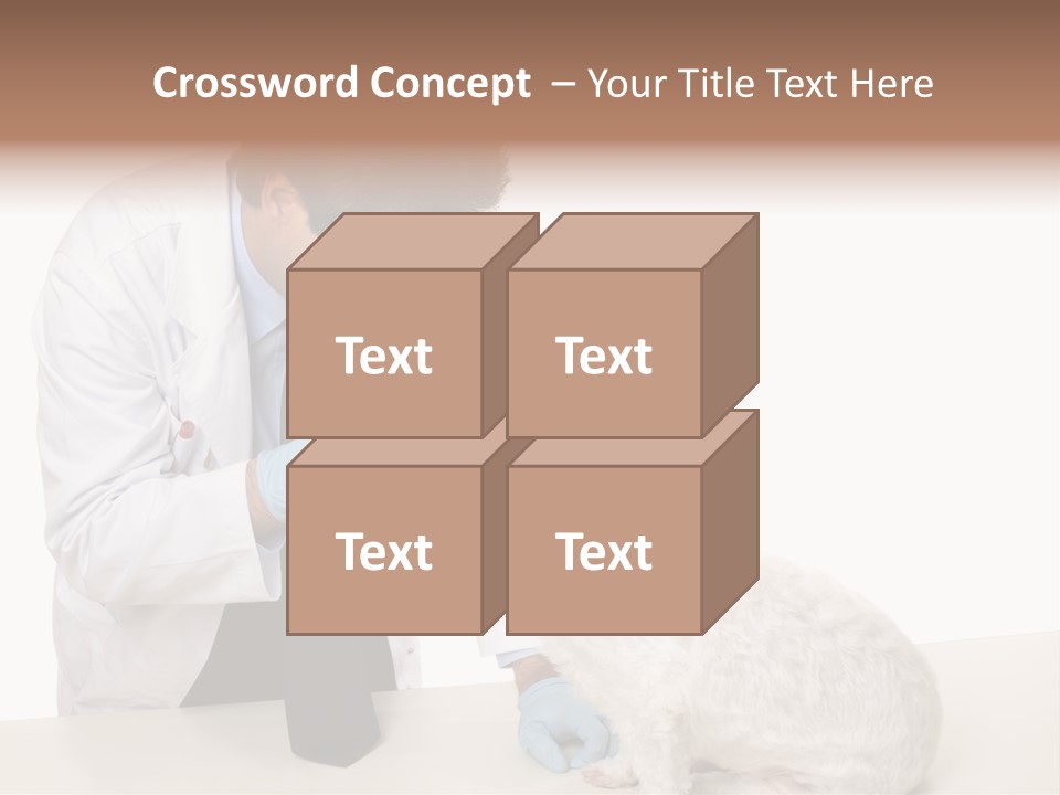 A Veterinarian Using An Instrument To Look Into A Maltese Terrier Dog's Eyes. PowerPoint Template