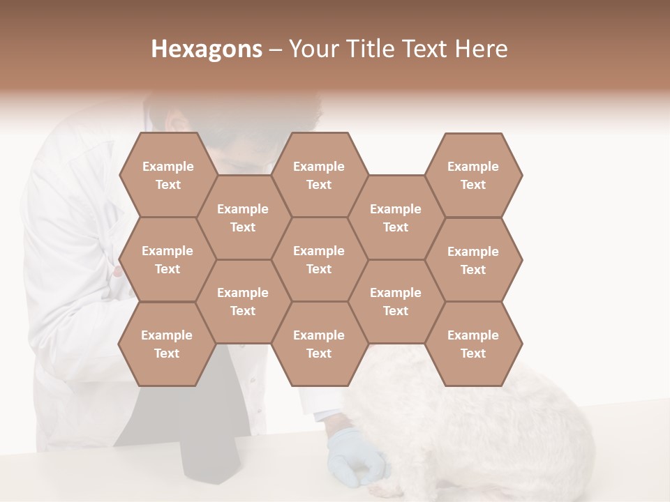 A Veterinarian Using An Instrument To Look Into A Maltese Terrier Dog's Eyes. PowerPoint Template