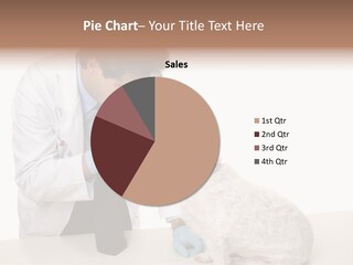 A Veterinarian Using An Instrument To Look Into A Maltese Terrier Dog's Eyes. PowerPoint Template