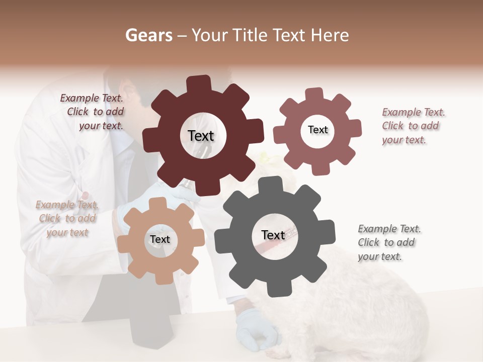 A Veterinarian Using An Instrument To Look Into A Maltese Terrier Dog's Eyes. PowerPoint Template