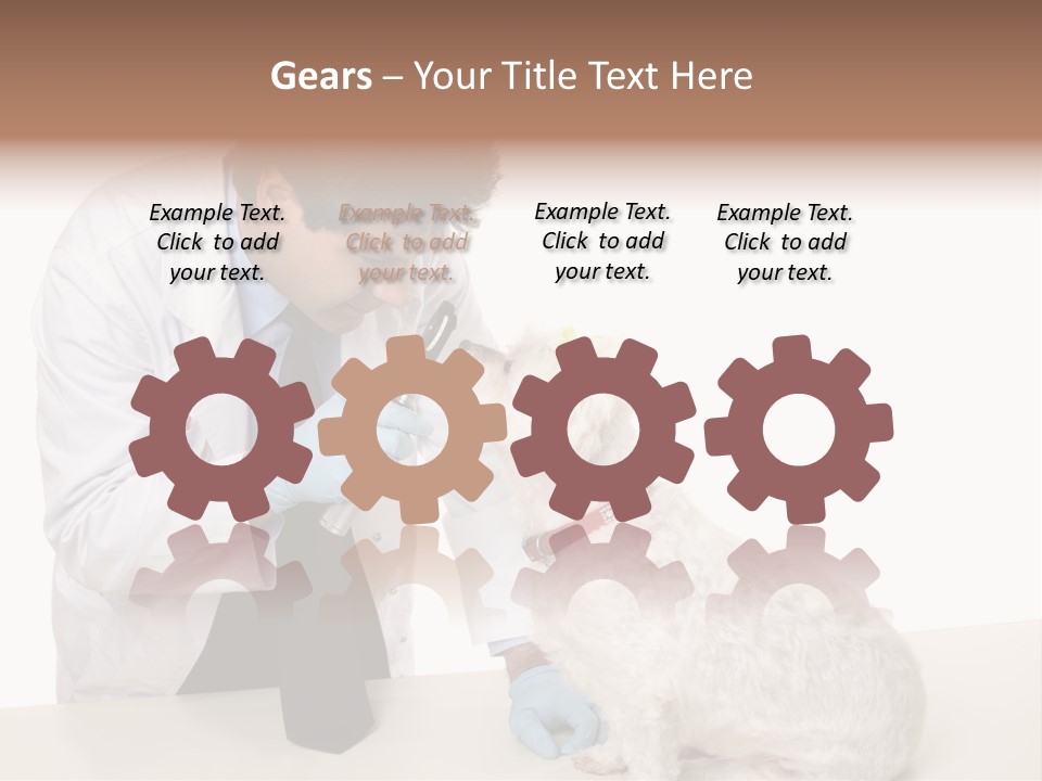 A Veterinarian Using An Instrument To Look Into A Maltese Terrier Dog's Eyes. PowerPoint Template