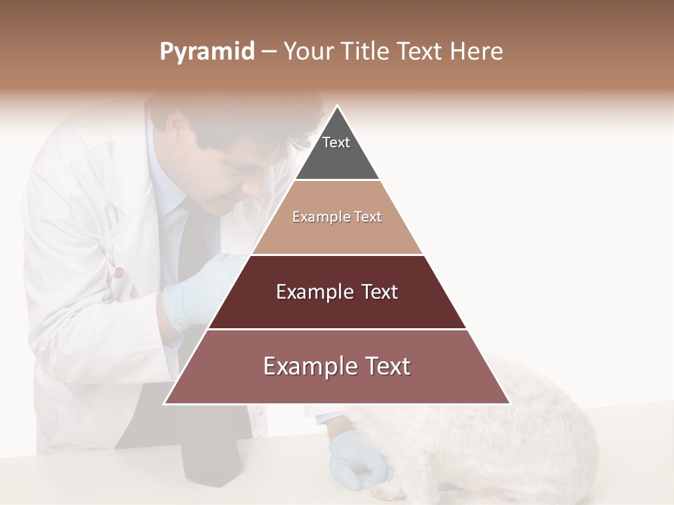 A Veterinarian Using An Instrument To Look Into A Maltese Terrier Dog's Eyes. PowerPoint Template