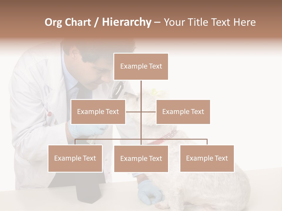A Veterinarian Using An Instrument To Look Into A Maltese Terrier Dog's Eyes. PowerPoint Template
