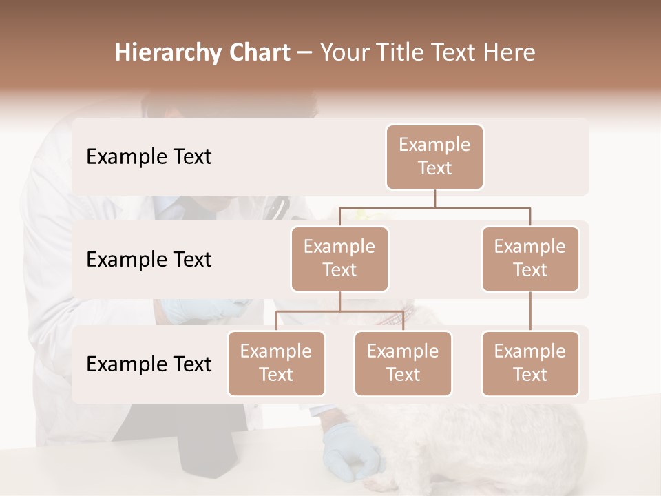 A Veterinarian Using An Instrument To Look Into A Maltese Terrier Dog's Eyes. PowerPoint Template