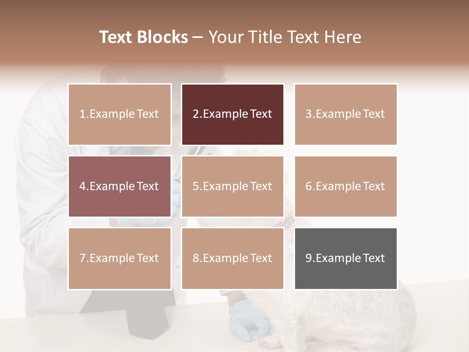 A Veterinarian Using An Instrument To Look Into A Maltese Terrier Dog's Eyes. PowerPoint Template