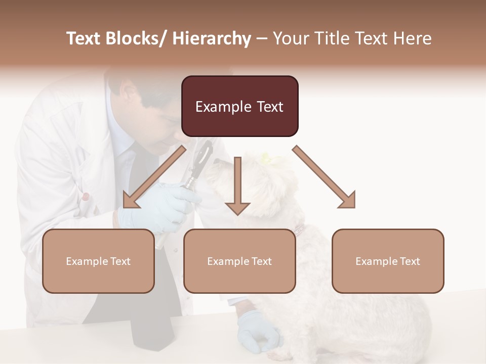 A Veterinarian Using An Instrument To Look Into A Maltese Terrier Dog's Eyes. PowerPoint Template