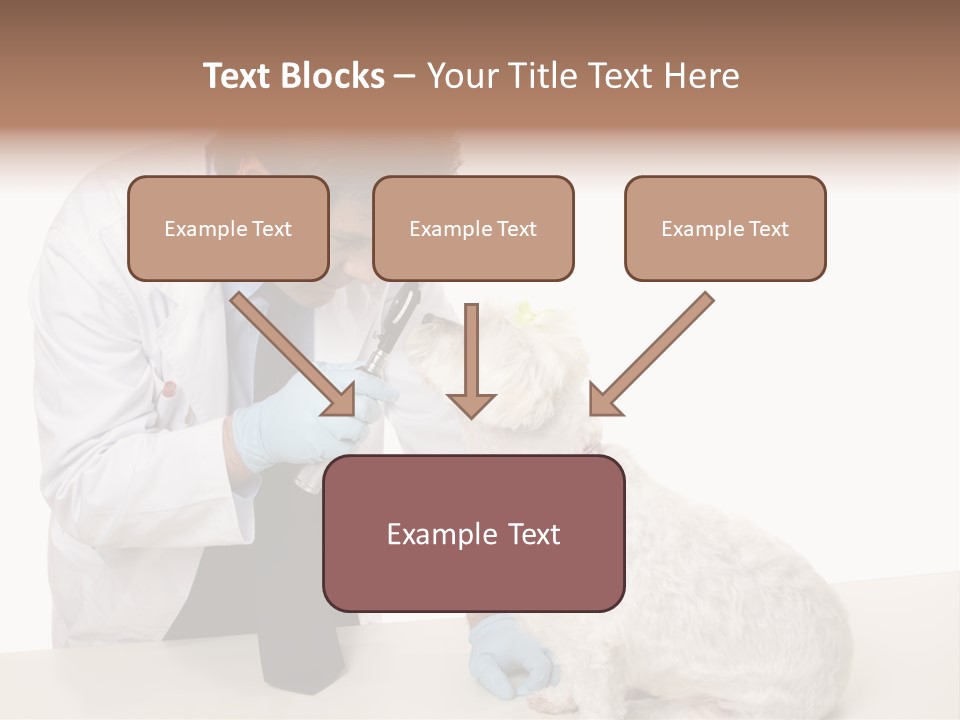 A Veterinarian Using An Instrument To Look Into A Maltese Terrier Dog's Eyes. PowerPoint Template