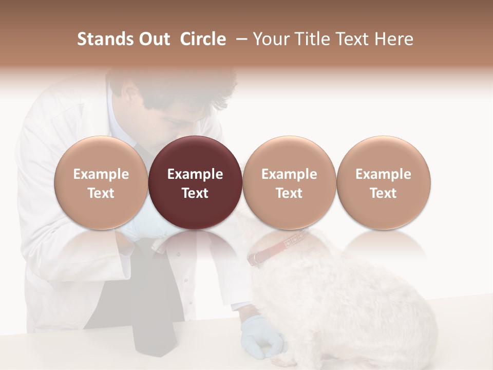 A Veterinarian Using An Instrument To Look Into A Maltese Terrier Dog's Eyes. PowerPoint Template