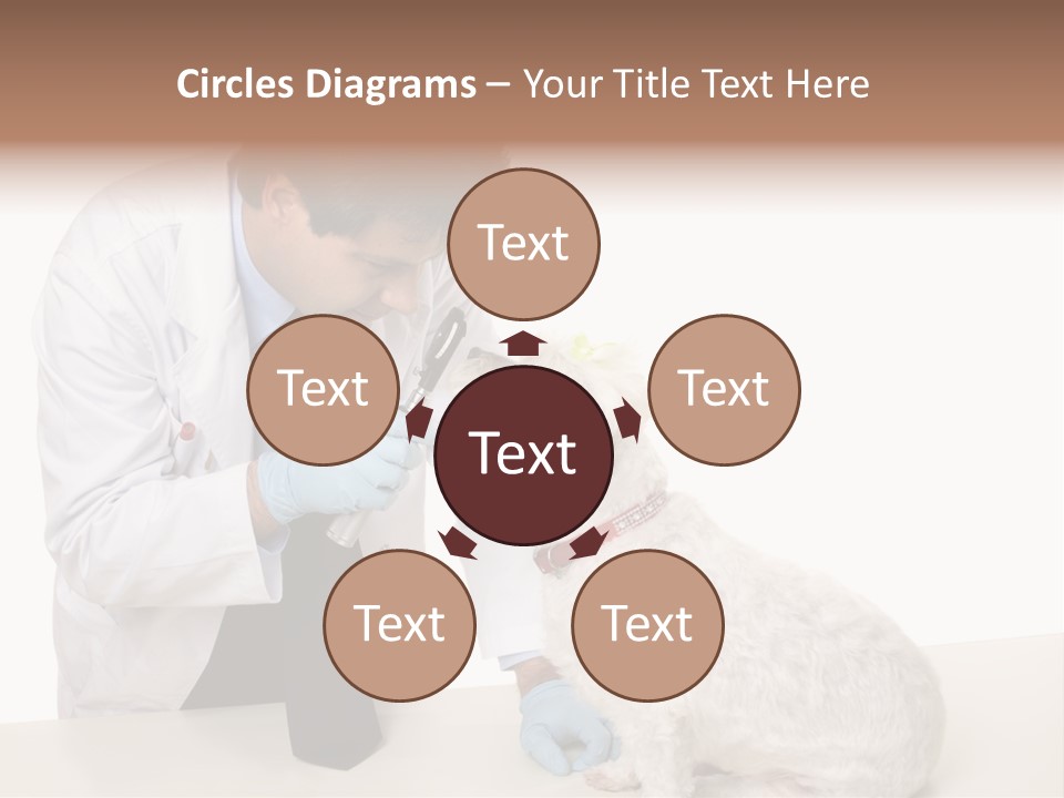 A Veterinarian Using An Instrument To Look Into A Maltese Terrier Dog's Eyes. PowerPoint Template
