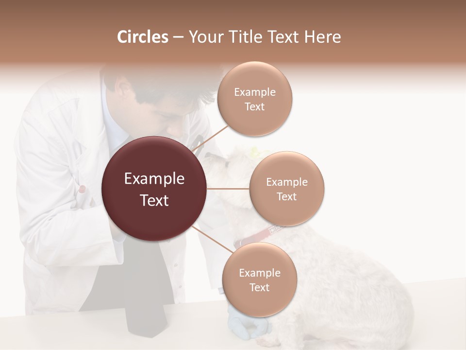 A Veterinarian Using An Instrument To Look Into A Maltese Terrier Dog's Eyes. PowerPoint Template