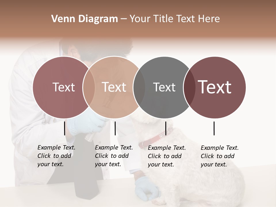 A Veterinarian Using An Instrument To Look Into A Maltese Terrier Dog's Eyes. PowerPoint Template