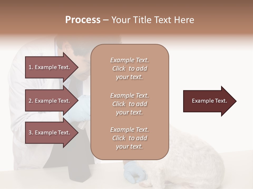 A Veterinarian Using An Instrument To Look Into A Maltese Terrier Dog's Eyes. PowerPoint Template