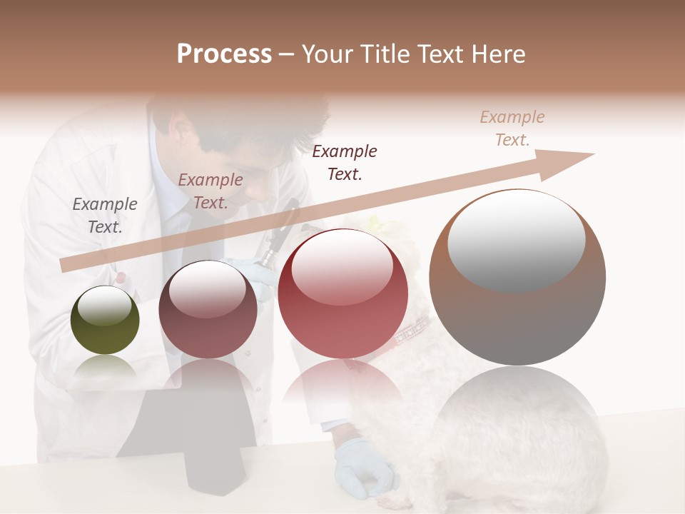 A Veterinarian Using An Instrument To Look Into A Maltese Terrier Dog's Eyes. PowerPoint Template
