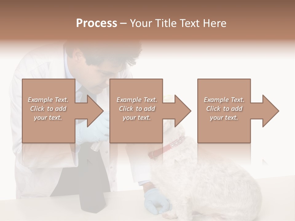 A Veterinarian Using An Instrument To Look Into A Maltese Terrier Dog's Eyes. PowerPoint Template