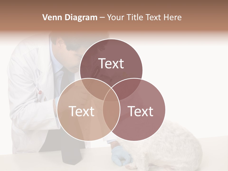 A Veterinarian Using An Instrument To Look Into A Maltese Terrier Dog's Eyes. PowerPoint Template