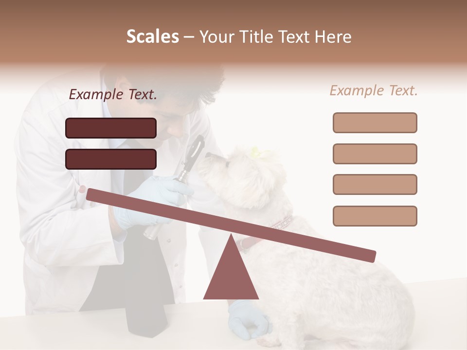 A Veterinarian Using An Instrument To Look Into A Maltese Terrier Dog's Eyes. PowerPoint Template