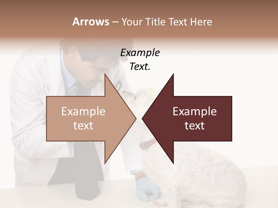 A Veterinarian Using An Instrument To Look Into A Maltese Terrier Dog's Eyes. PowerPoint Template