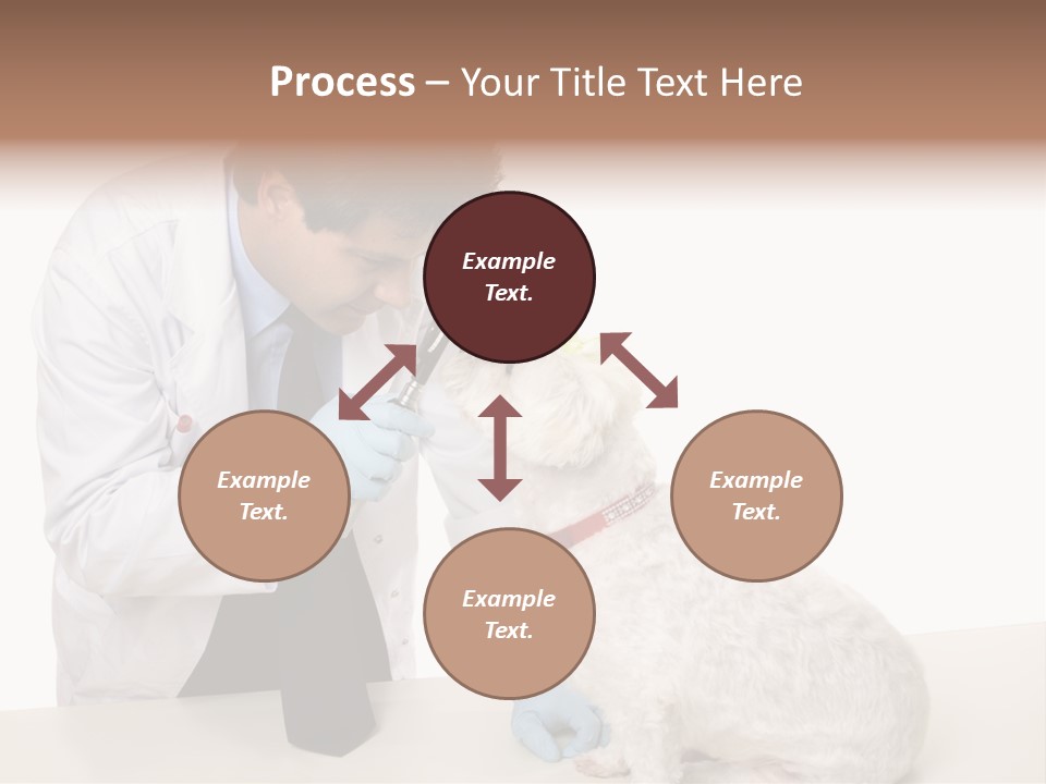 A Veterinarian Using An Instrument To Look Into A Maltese Terrier Dog's Eyes. PowerPoint Template