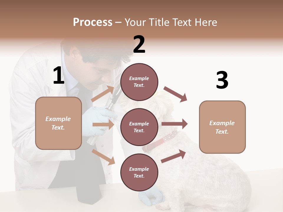 A Veterinarian Using An Instrument To Look Into A Maltese Terrier Dog's Eyes. PowerPoint Template
