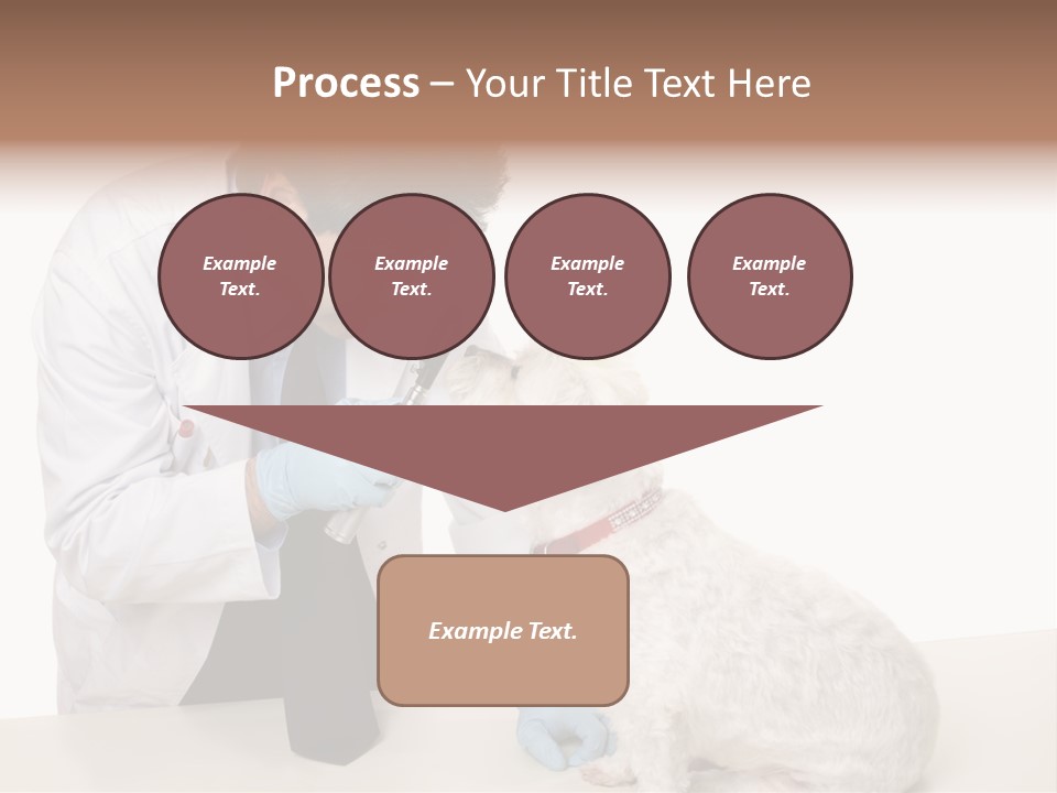 A Veterinarian Using An Instrument To Look Into A Maltese Terrier Dog's Eyes. PowerPoint Template