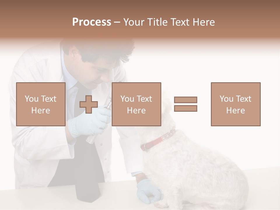 A Veterinarian Using An Instrument To Look Into A Maltese Terrier Dog's Eyes. PowerPoint Template